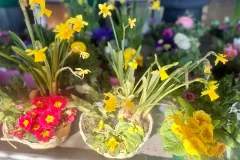 cash-flor-fleurs-et-plantes-24