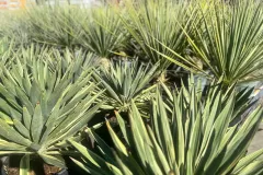 cash-flor-fleurs-et-plantes-43