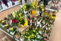 cash-flor-fleurs-et-plantes-71