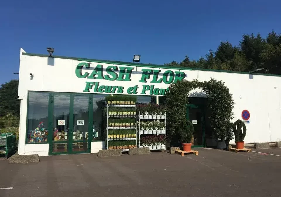 Créez une oasis ombragée avec la plantation de fougères à Saint-Avold