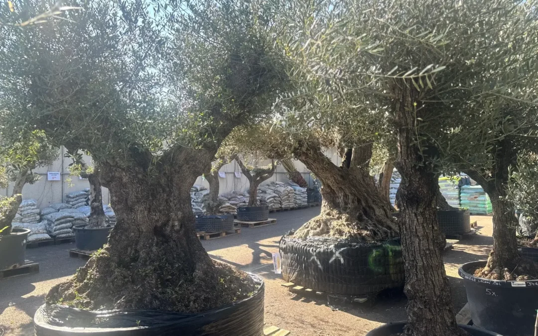 Évoquez la Provence avec un olivier à Metz