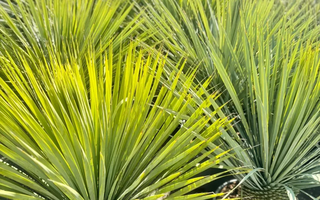 Apportez une touche exotique avec des plantes tropicales à Saint-Avold